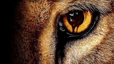 Zoo 3.Sezon 9.Bölüm izle