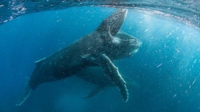 Our Planet 2.Sezon 3.Bölüm izle