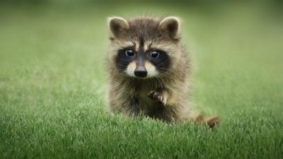 The Secret Lives of Animals 1.Sezon 1.Bölüm izle