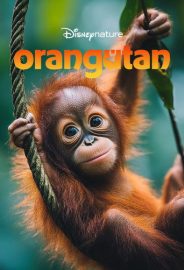 Orangutan izle